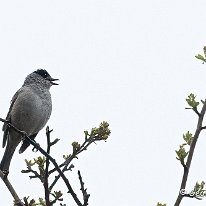 Blackcap Mere