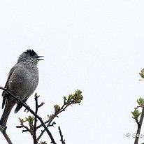 Blackcap Mere