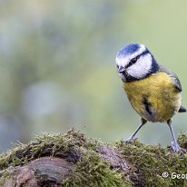 Blue Tit Rostherne