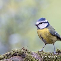 Blue Tit Rostherne