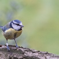 Blue Tit Rostherne