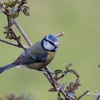 Blue Tit Rostherne