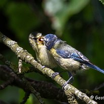 Blue Tit Rostherne