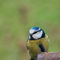 Blue Tit Rostherne