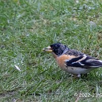 Brambling Woodruff Cottage