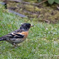 Brambling Woodruff Cottage