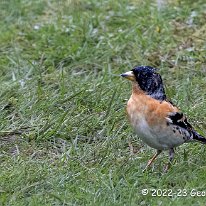 Brambling Woodruff Cottage