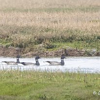 Brent Goose Foulney Island