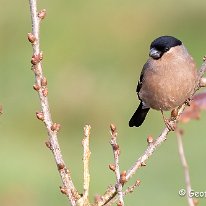 Bullfinch Rostherne