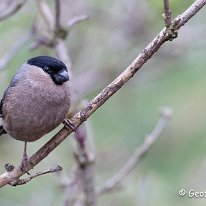 Bullfinch Rostherne