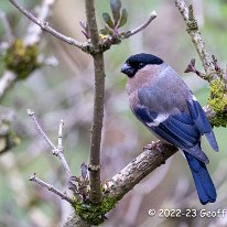 Bullfinch Rostherne