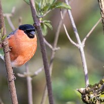 Bullfinch Rostherne