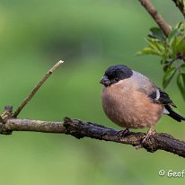 Bullfinch Rostherne