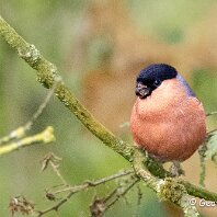 Bullfinch Rostherne