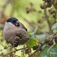 Bullfinch Rostherne