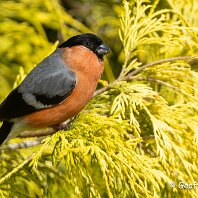 Bullfinch Woodruff Cottage