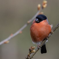 Bullfinch Rostherne