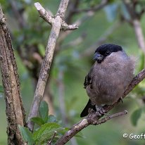 Bullfinch Rostherne