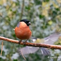 Bullfinch Rostherne