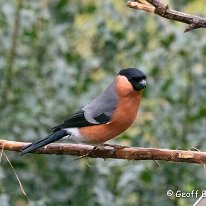 Bullfinch Rostherne