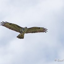 Buzzard