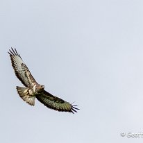 Buzzard Rostherne