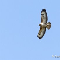 Buzzard Rostherne