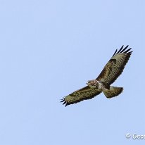 Buzzard Millington