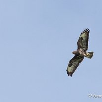 Buzzard Rostherne