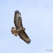 Buzzard Plumley