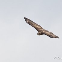 Buzzard Tabley