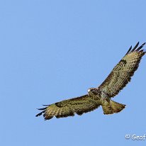 Buzzard Millington