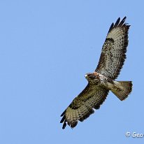 Buzzard Millington