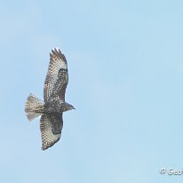 Buzzard Millington