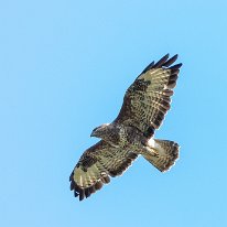 Buzzard Millington