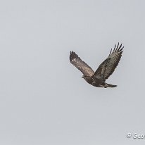 Buzzard Plumley