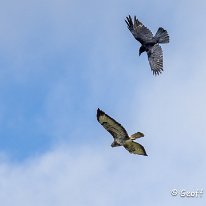 Buzzard and Crow Millington