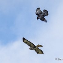 Buzzard and Crow Millington