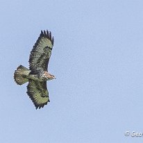 Buzzard Plumley