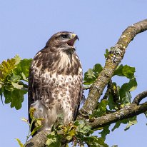 Buzzard Millington