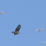 Buzzard & Little Egret LLanfairfechan