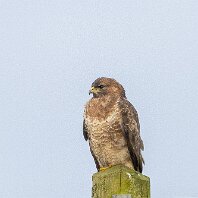 Buzzard Millington