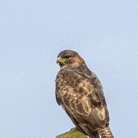 Buzzard Millington