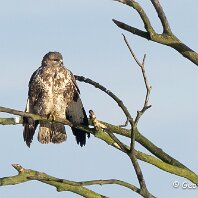 Buzzard Millington