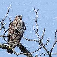 Buzzard Tabley