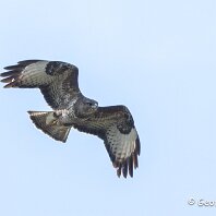 Buzzard Millington