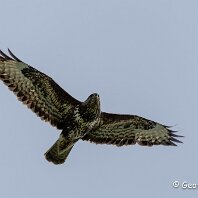 Buzzard Millington