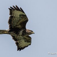 Buzzard Plumley