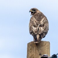 Buzzard Millington