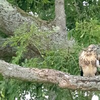 Buzzard Millington